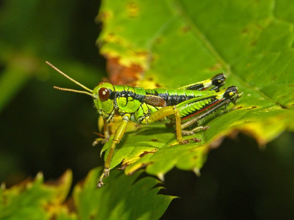 Una piccola cavalletta verde e nera